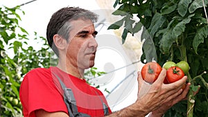 Worker Picking Tomatoes