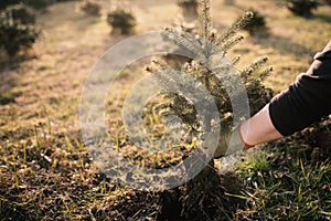 Worker plant a young tree in the garden. Small plantation for a christmas tree. Picea pungens and Abies nordmanniana. Spruce and f