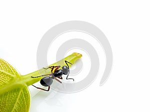 Worker Polyrhachis laevissima ant on green leaf