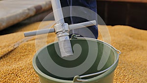 Worker pouring kernels from grain sampler in container
