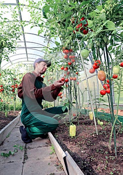 Worker processing the tomatoes bushes in the greenhouse