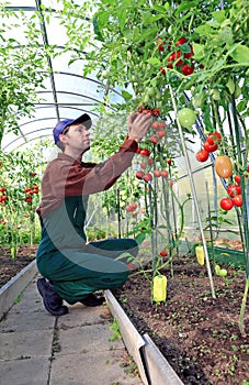 Worker processing the tomatoes bushes in the greenhouse