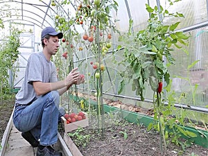 Worker processing the tomatoes bushes in the greenhouse
