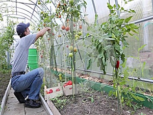 Worker processing the tomatoes bushes in the greenhouse