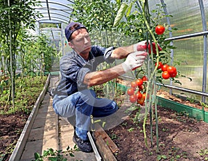 Obrero Procesando tomates arbustos en invernadero 