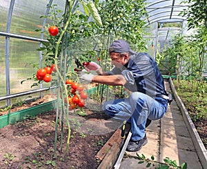 Worker processing the tomatoes bushes in the greenhouse of polycarbonate