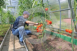 Worker processing the tomatoes bushes in the greenhouse of polycarbonate