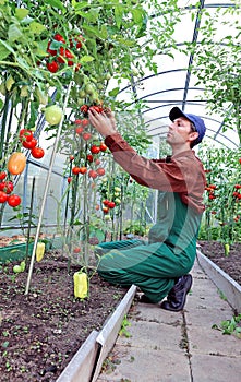 Worker processing the tomatoes bushes in the greenhouse