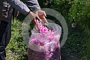 Worker Put Picked Blossoms of Roses into a Sack