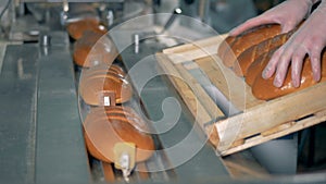 A worker puts fresh white bread loaves into packing machine slots.