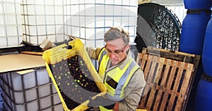 Worker putting harvested olive in machine