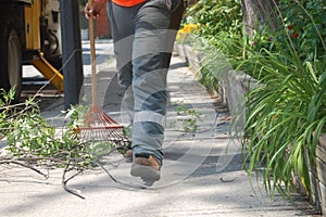 A worker raking up cut branches and leaves on a sidewalk on a sunny day