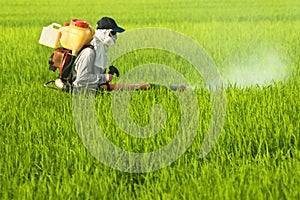 Worker at Rice Field