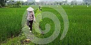 Worker in rice field