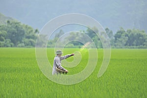 Worker in rice field