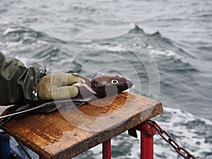 Worker's hands cutting fish