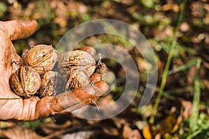 Worker`s hands picking nuts, colored by the peel