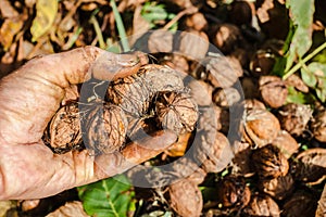Worker`s hands picking nuts, colored by the peel