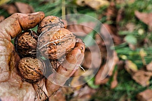 Worker`s hands picking nuts, colored by the peel