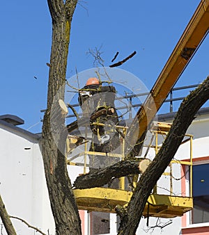 A worker saws off tree branches at a height of.