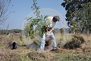 Worker sets chestnut tree