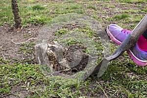 A worker with a shovel digs out an old stump from a cut tree in the garden