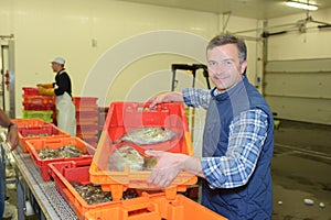 Worker showing fish in crate