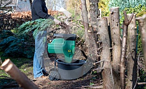 A worker is shredding branches of a Thuja hedge in a electric shredder