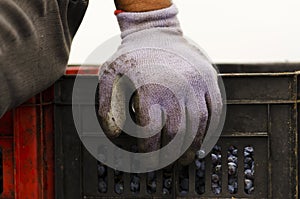 Worker sitting on a dirty crates with Merlot grapes during the vine harvesting in Bulgaria