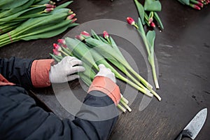 Worker sorting fresh tulips by color and length for sale in bulk in industrial greenhouse.