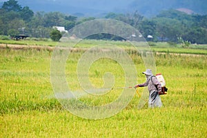 Worker sprays fertilizer in the rice field photo