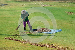 Worker sweeps dry bamboo leafs in the garden.