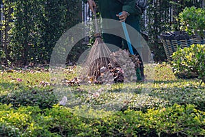 Worker sweeps dry flower and dry leaf in the garden.