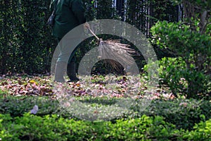 Worker sweeps dry flower and dry leaf in the garden.