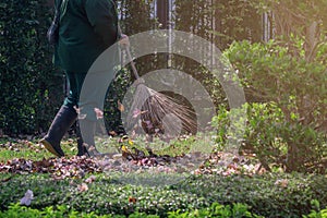 Worker sweeps dry flower and dry leaf in the garden