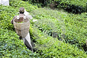 Worker on tea plantation