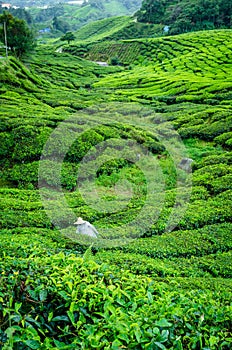 Worker on the tea plantation