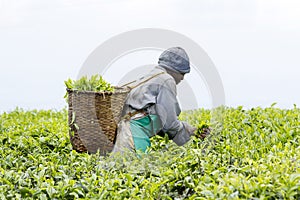 Worker at a tea plantation