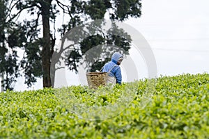 Worker at a tea plantation