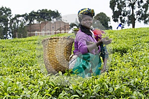 Worker at a tea plantation