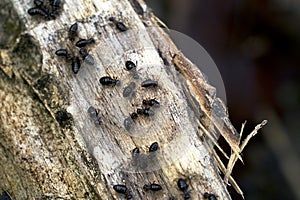 Worker termites on wood