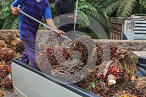 Worker throw oil palm fruit branch out of the truck