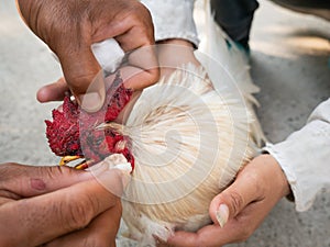 Worker Took a Cotton Swab of Chicken Eye