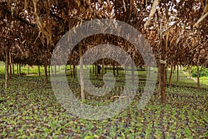 Worker among trees checking coffee sprouts on plantation