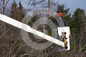Worker trimming maple tree
