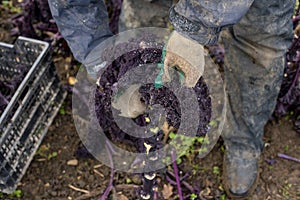 Worker Trimming a Purple Kale Plant for Harvest