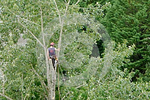 Worker Trimming a Tall Tree
