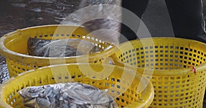 worker unloads white plastic bags filled with fish and transfers them from one plastic basket to anothe