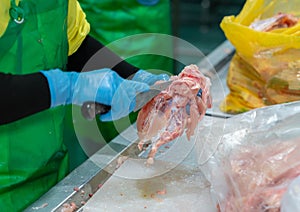 Worker use knife cutting meat at chicken carcase