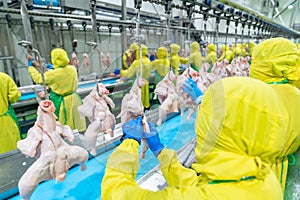 Worker use knife cutting raw chicken hang on chain conveyor